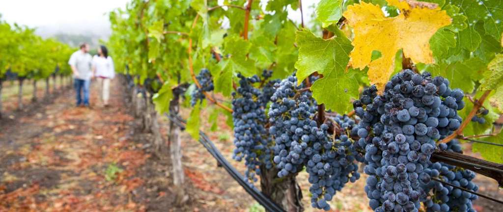 Winery Napa